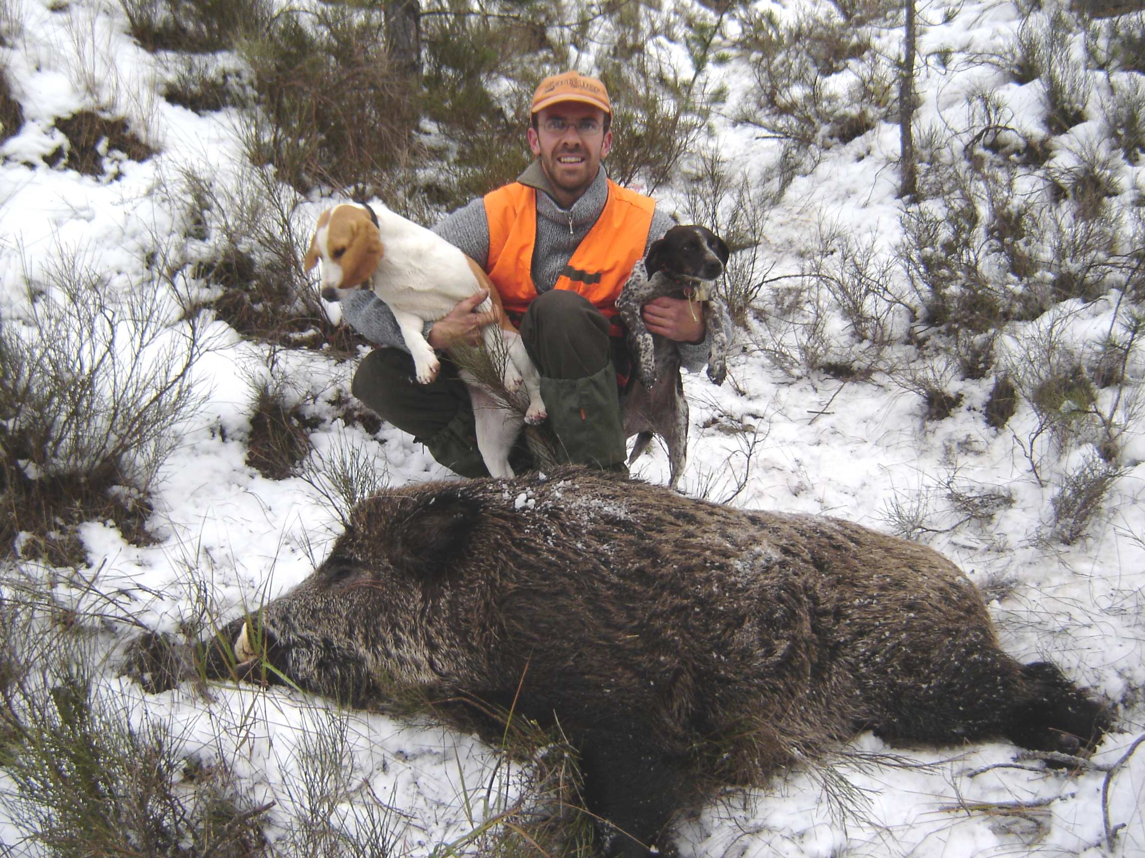 Chien de chasse au sanglier a vendre : trouvez le meilleur Chien de chasse au sanglier a vendre : trouvez le meilleur